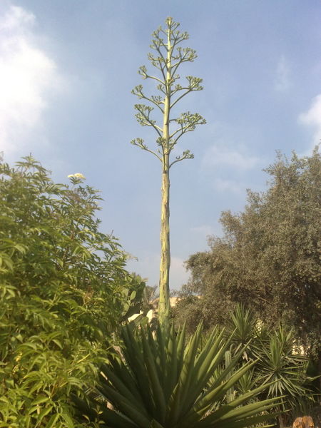 Fichier:Agaveangustifolia04.jpg