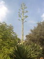 Agaveangustifolia04.jpg