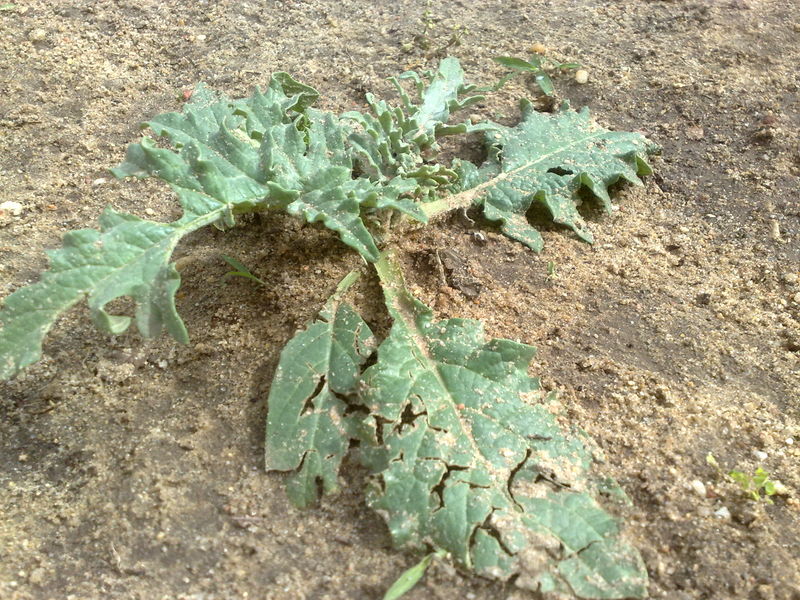 Fichier:Cynarascolymus00.jpg