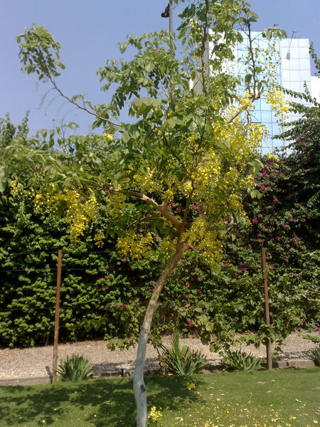 Fichier:Cassiafistula01.jpg