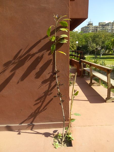 Fichier:Solandramaxima01.jpg