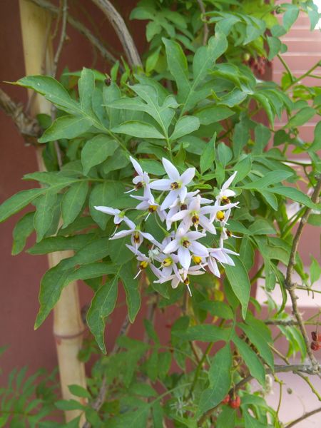 Fichier:Solanumseaforthianum03.jpg