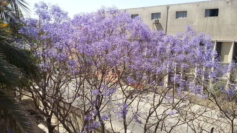 Fichier:Jacarandamimosifolia06.jpg