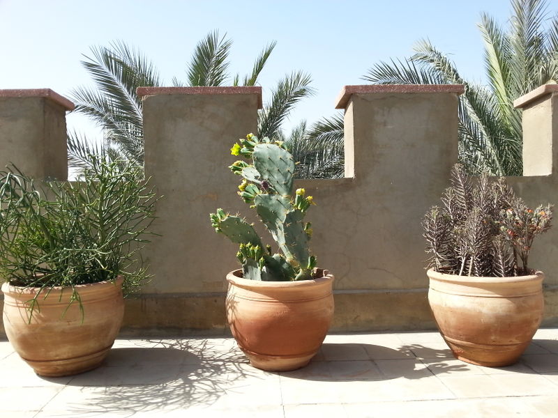 Fichier:Terrasse03.jpg