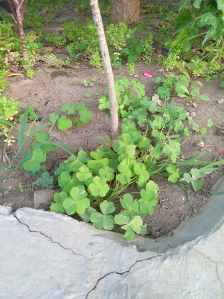 Fichier:Oxaliscorniculata02.jpg