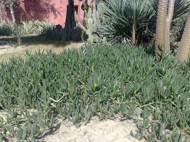 Fichier:Carpobrotus01.jpg