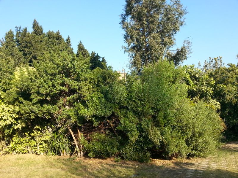 Fichier:Dodonaeaviscosa08.jpg
