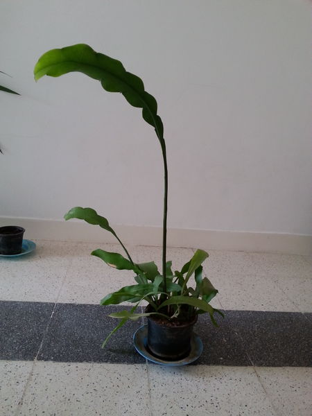Fichier:Epiphyllumoxypetalum06.jpg