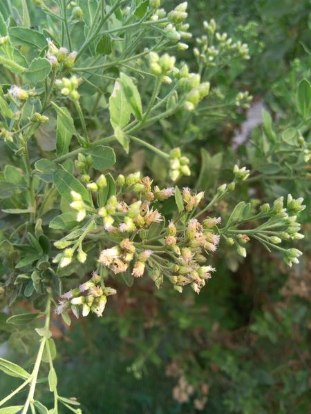 Fichier:Plucheaindica05.jpg
