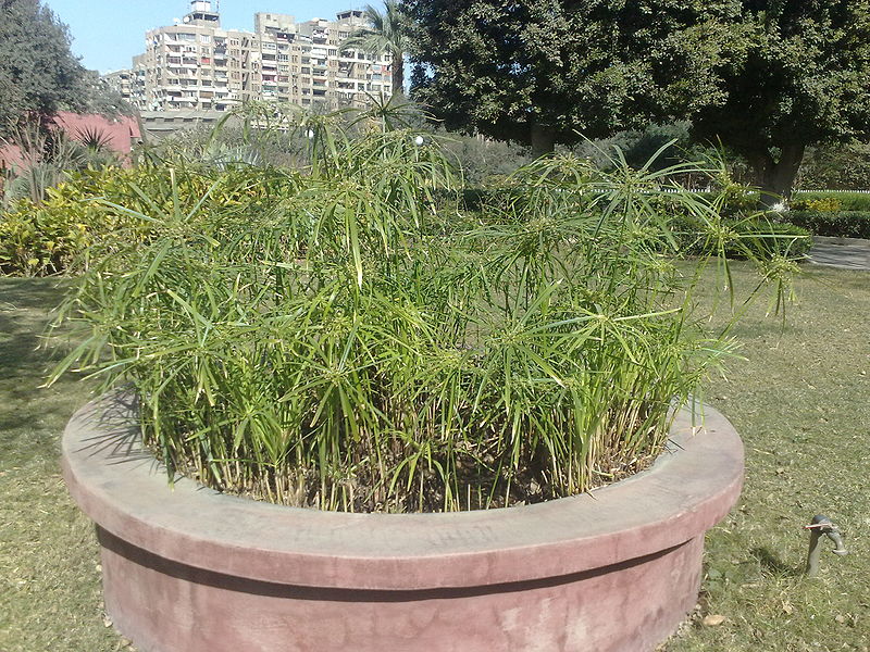 Fichier:Cyperusalternifolius01.jpg