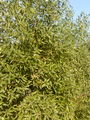 Conocarpuslancifolius01.jpg