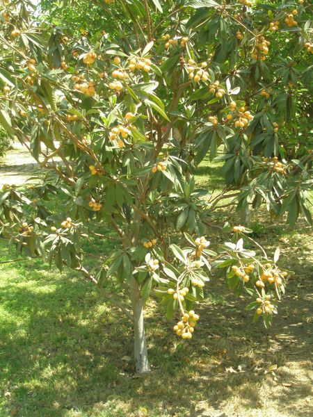 Fichier:Eriobotryajaponica04.jpg
