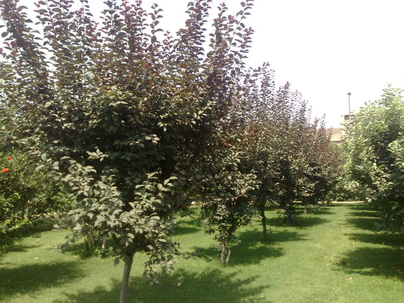 Fichier:Prunusnon-identifie03.jpg