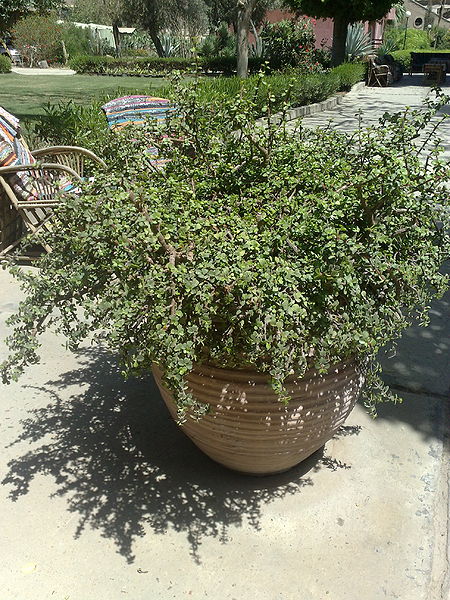 Fichier:Portulacariaafra02.jpg