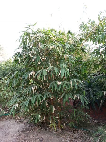 Fichier:Bambusavulgaris02.jpg