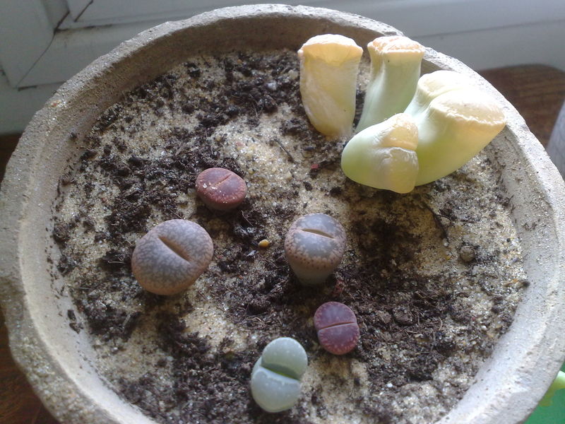 Fichier:Lithops02.jpg