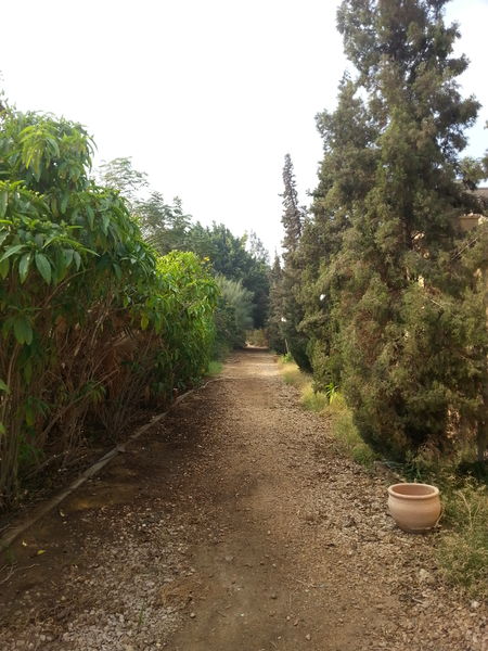 Fichier:Jungle21.jpg