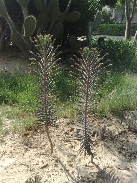 Fichier:Kalanchoedelagoensis03.jpg
