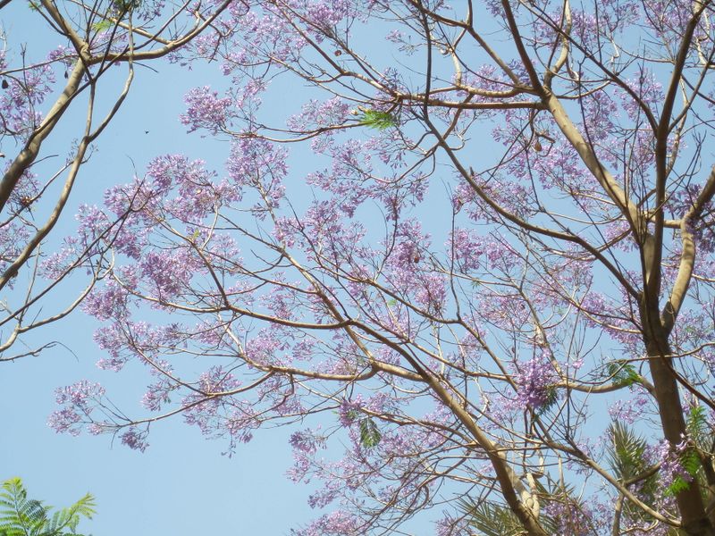 Fichier:Jacarandamimosifolia05.jpg