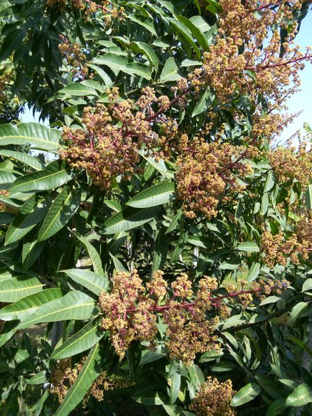 Fichier:Mangiferaindica04.jpg