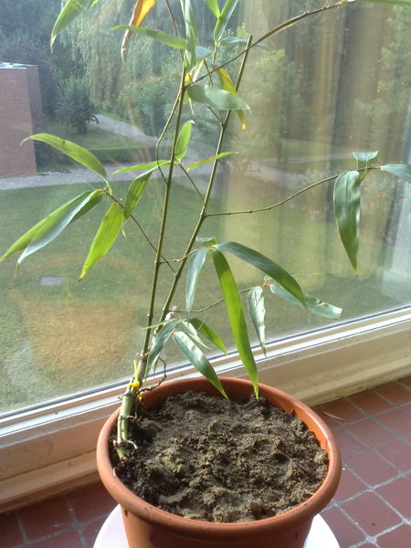 Fichier:Phyllostachysvivax01.jpg