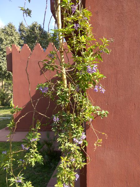 Fichier:Solanumseaforthianum02.jpg