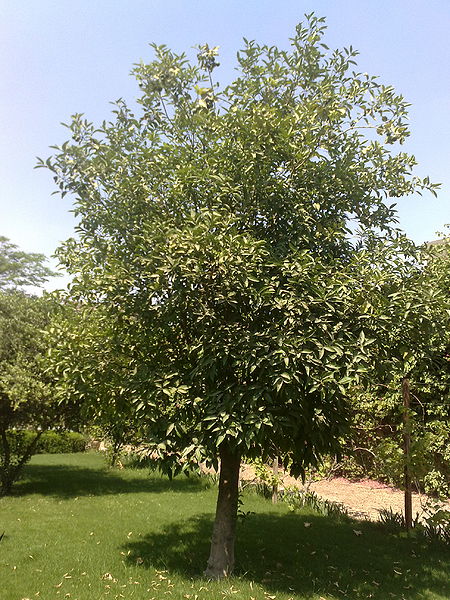 Fichier:Citrusparadisi01.jpg