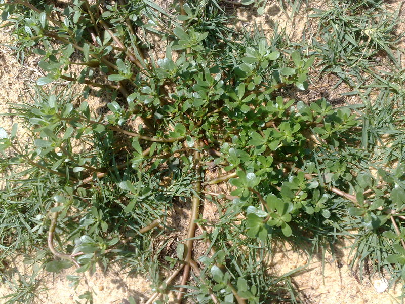 Fichier:Portulacaoleracea02.jpg
