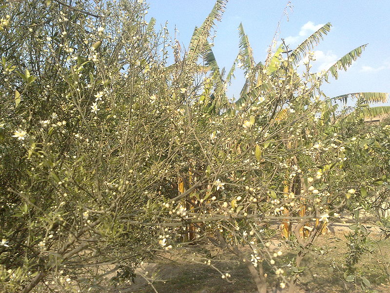 Fichier:Citrusreticulata01.jpg