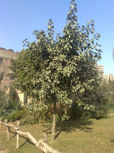 Fichier:Ficussycomorus01.jpg