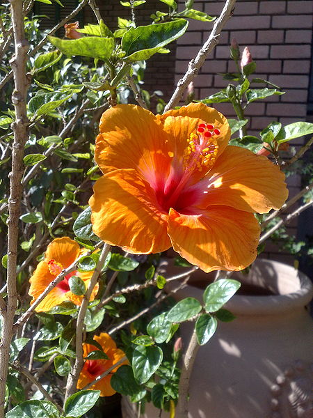Fichier:Hibiscusrosa-sinensis05.jpg