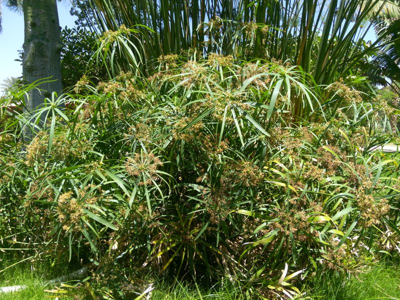 Fichier:Cyperusalternifolius04.jpg