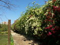 Bougainvillea07.jpg