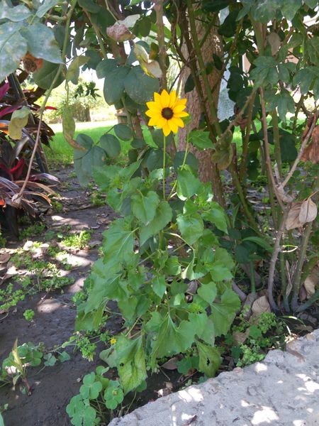 Fichier:Helianthusdebilis01.jpg