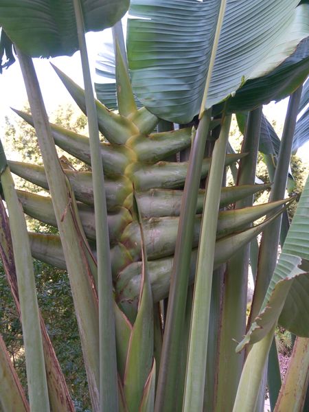 Fichier:Ravenalamadagascariensis14.jpg