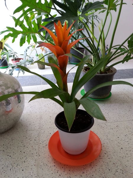 Fichier:Guzmanialingulata01.jpg