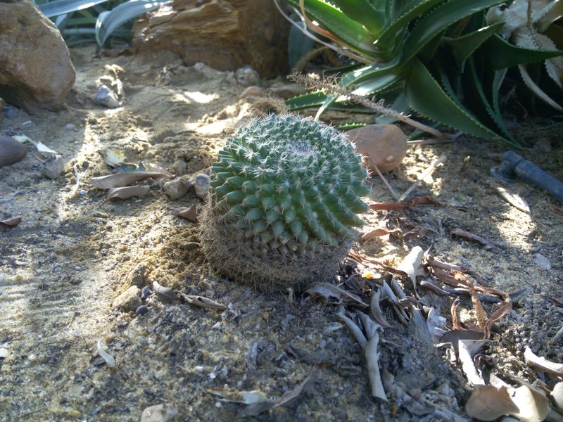 Fichier:Mammillariapolythele03.jpg
