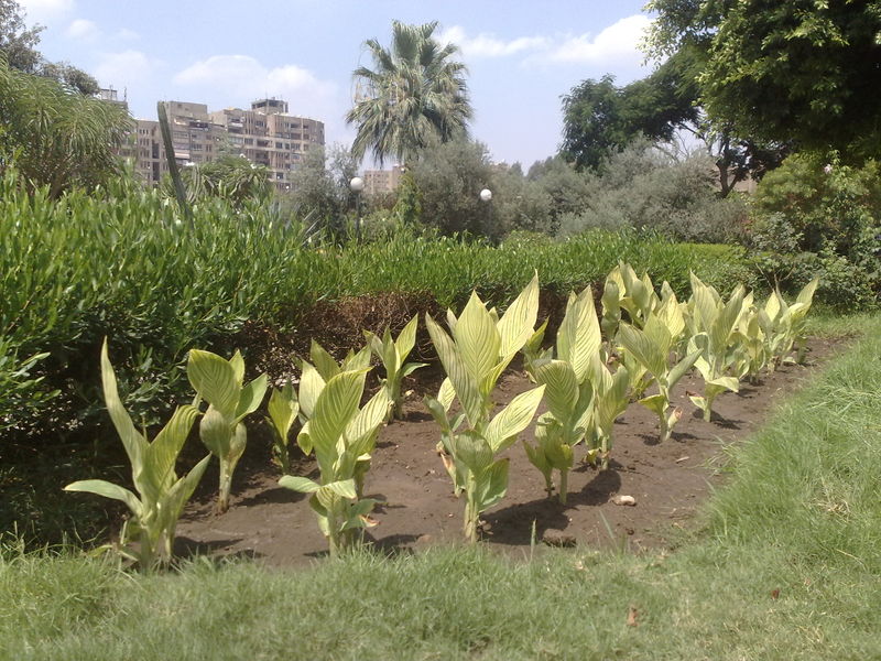 Fichier:Canna05.jpg