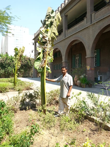 Fichier:Ravenalamadagascariensis04.jpg