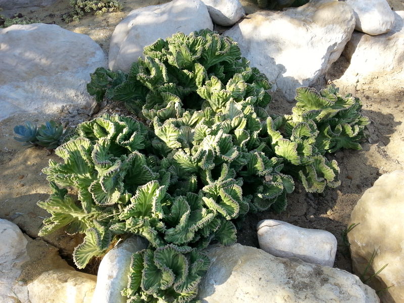 Fichier:Stapeliagigantea03.jpg