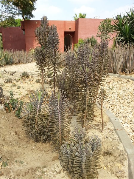 Fichier:Kalanchoedelagoensis04.jpg