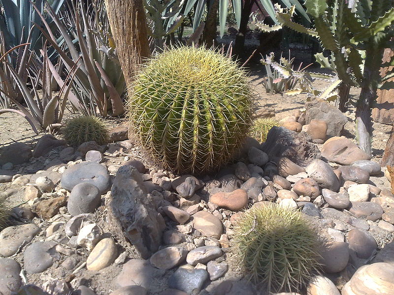 Fichier:Echinocactusgrusonii01.jpg
