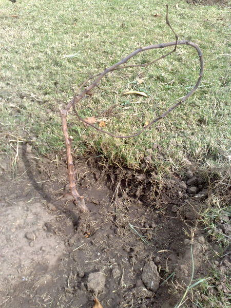 Fichier:Vitisvinifera04.jpg