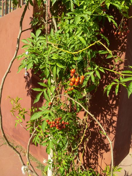 Fichier:Solanumseaforthianum04.jpg