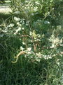 Amaranthusviridis01.jpg