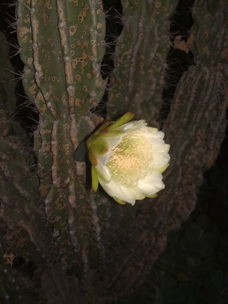 Fichier:Cereusperuvianus02.jpg