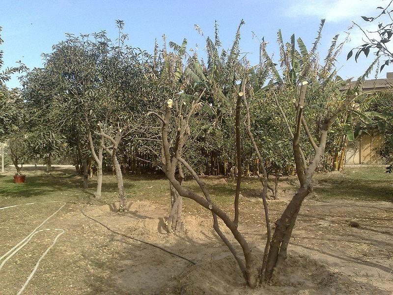 Fichier:Citrusaurantiifolia01.jpg
