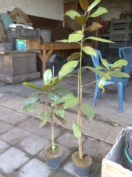 Fichier:Magnoliagrandiflora01.jpg