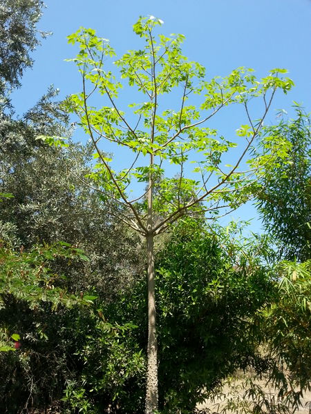 Fichier:Bombaxceiba03.jpg