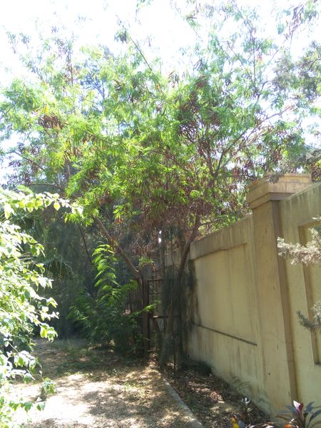 Fichier:Leucaenaleucocephala04.jpg